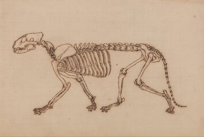 A Comparative Anatomical Exposition of the Structure of the Human Body with that of a Tiger and a Cow by George Stubbs